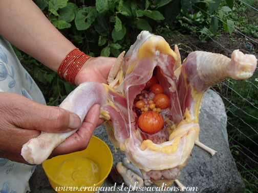 Yolks inside the hen