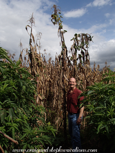 Craig in the cornfield