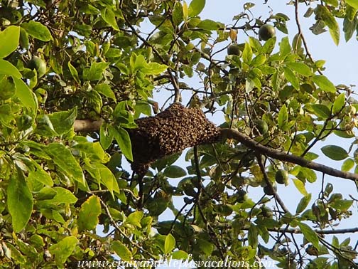 Bees swarming in the avocado tree