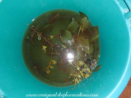 Herbal bath