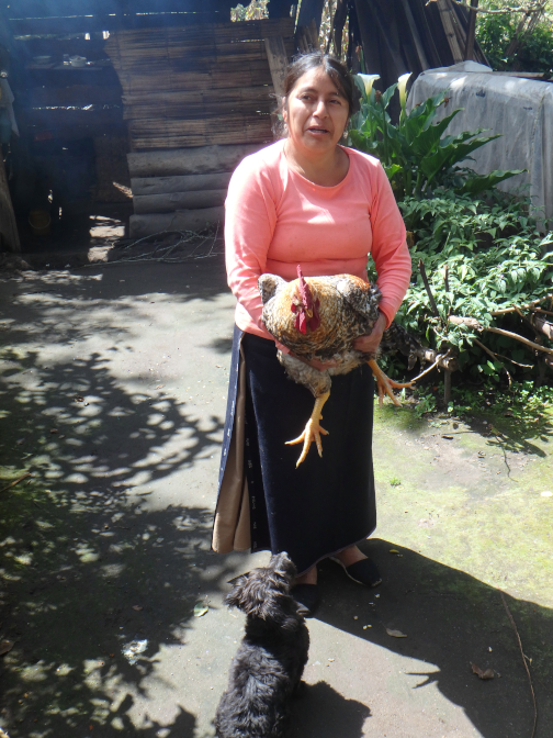 Peluchin watches as Rosa catches the rooster