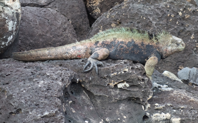 Marine iguana