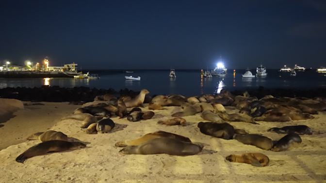 Sea lions sleeping on the beach at Puerto Baquerizo Moreno