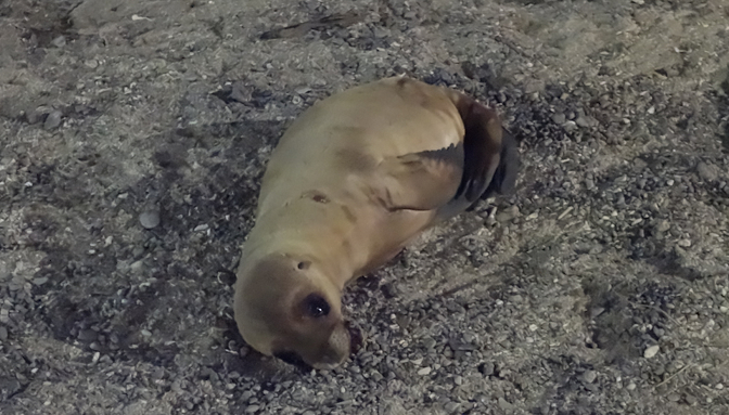 Baby sea lion resting on the beach