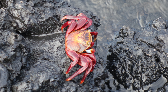 Sally lightfoot crab