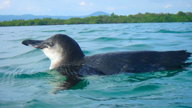 Galapagos penguin swimming with us