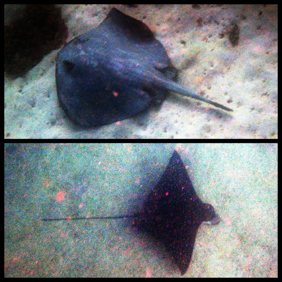 Stingray and spotted eagle ray