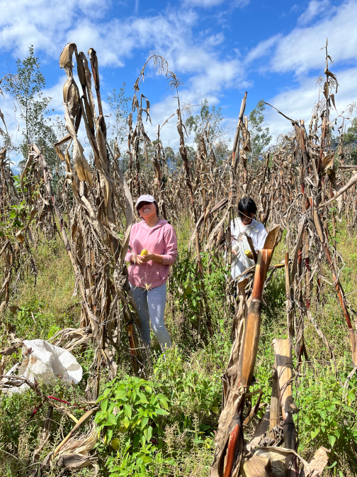 Sisa and Shina picking corn