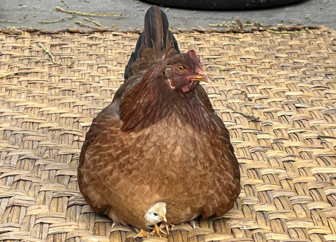 Baby chick peeking out from beneath its mother