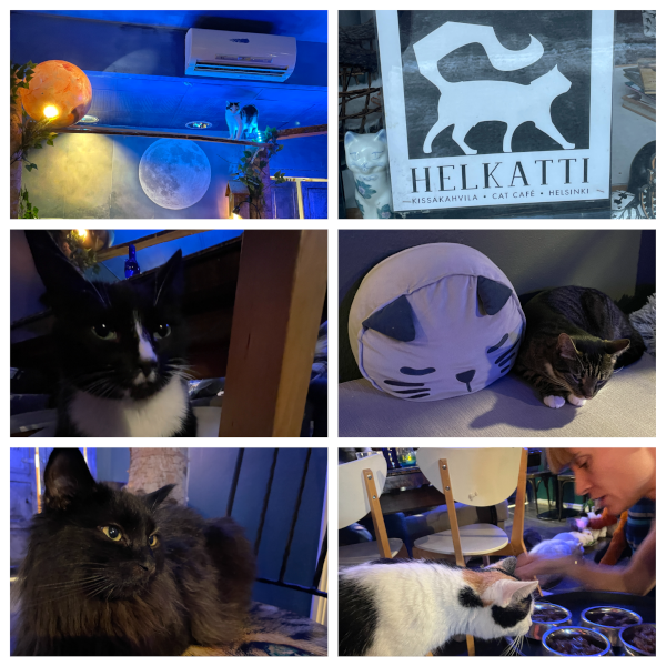 Helkatti Cat Cafe