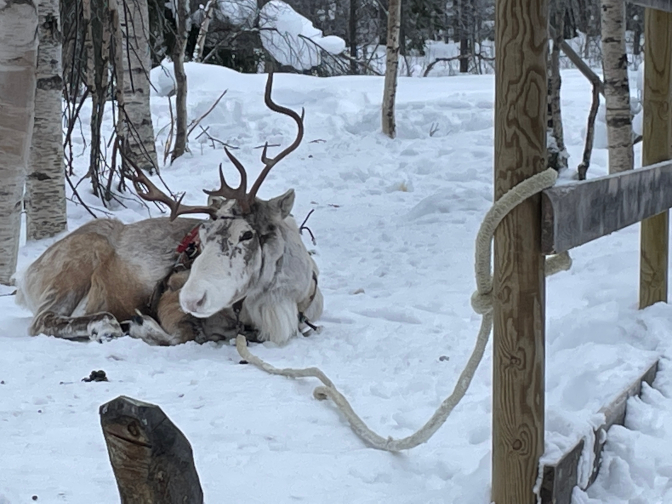 Reindeer