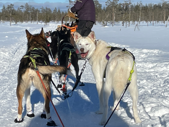 Sled dogs