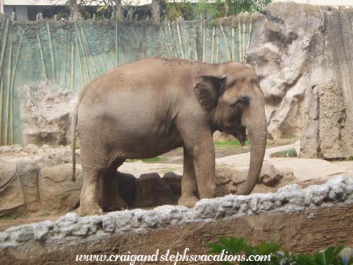 Asian elephant