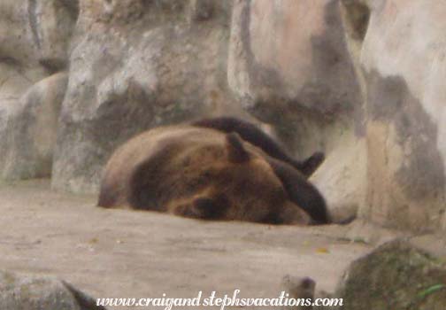 Brown bear