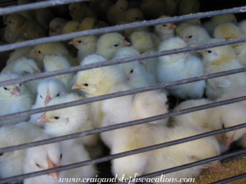 Baby chicks at the pet store