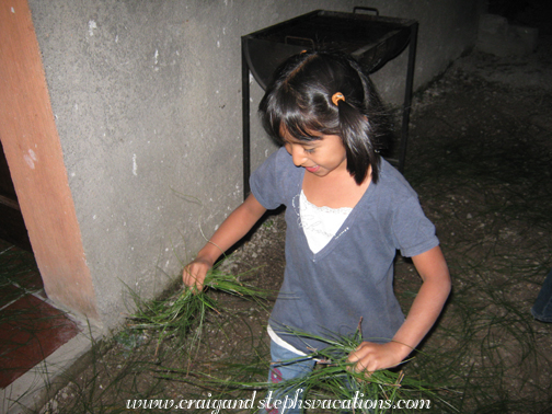 Aracely scatters pine needles