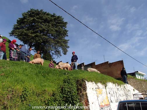 Animal Market, San Francisco el Alto