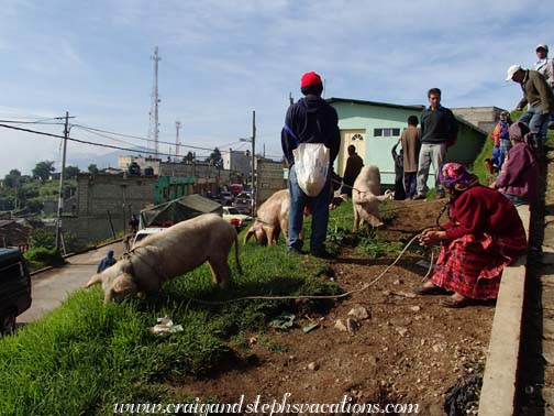 Animal Market, San Francisco el Alto