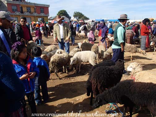 Sheep at the animal market