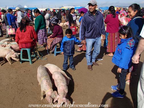 Pigs at the animal market