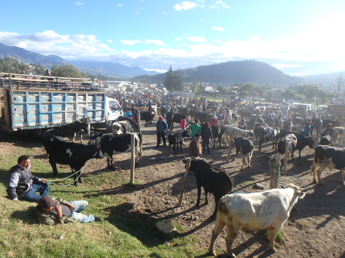 Otavalo Animal Market