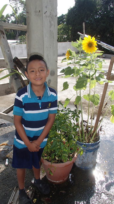 Eddy shows us his sunflower