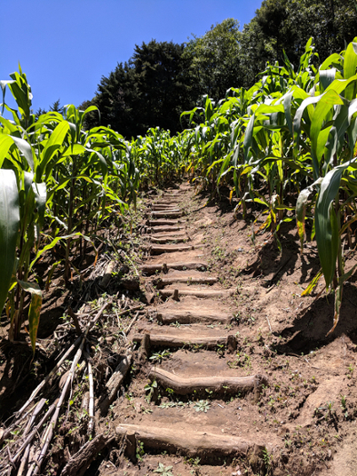 The path up Volcan San Pedro