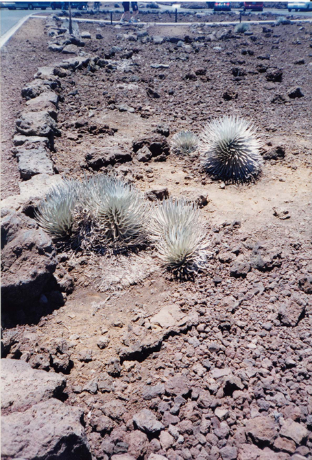 Silversword, Ha;eakala