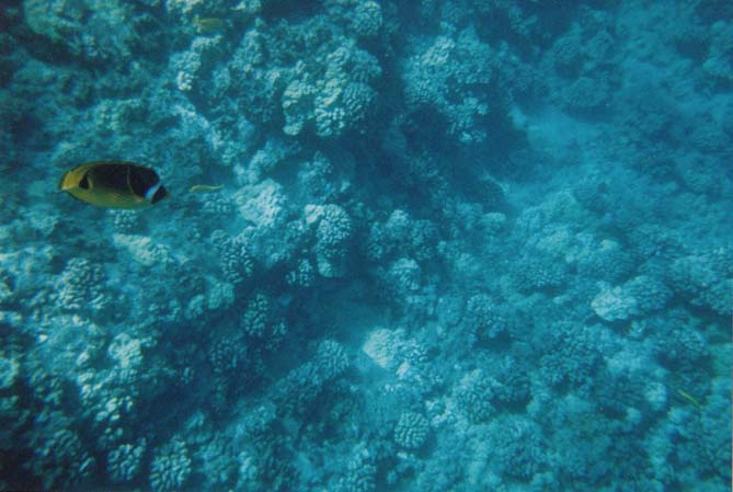 Snorkeling at Molokini