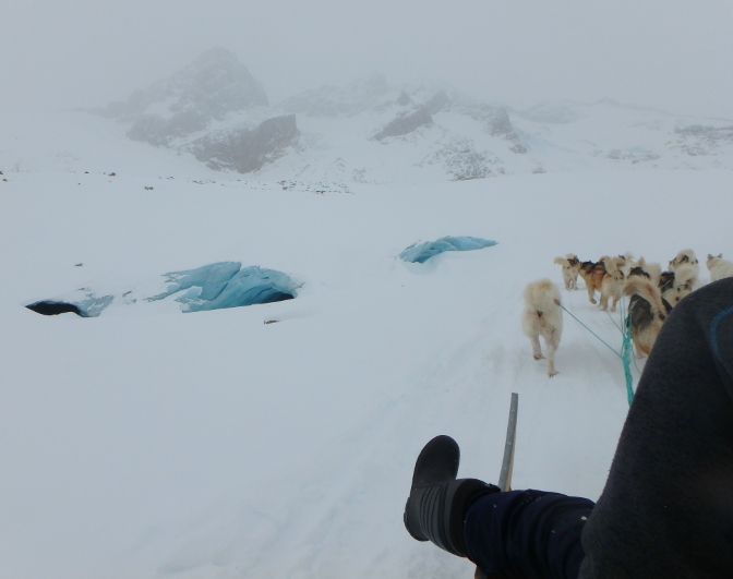 Dogsledding in the snow