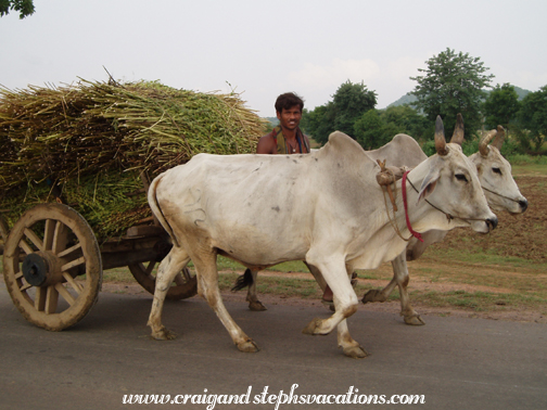 Transporting sesame plants via ox cart