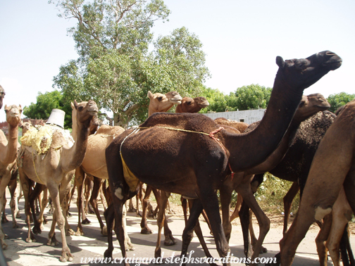 Camels in the road