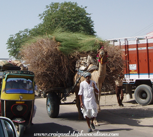 Camel cart