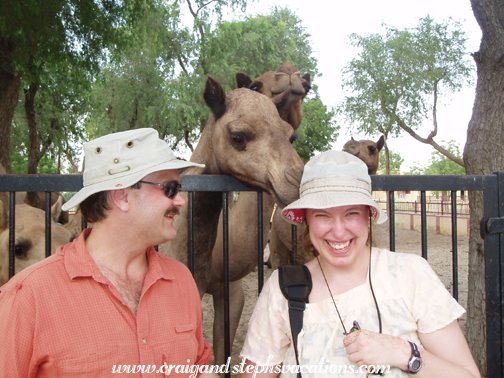 Camel kisses