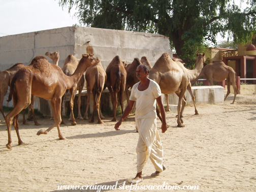 Watering the camels