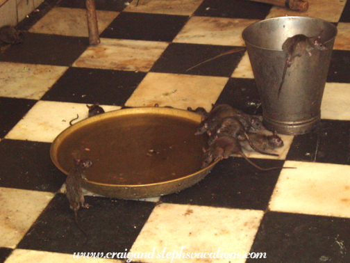 Rats drinking water, Karni Mata Temple