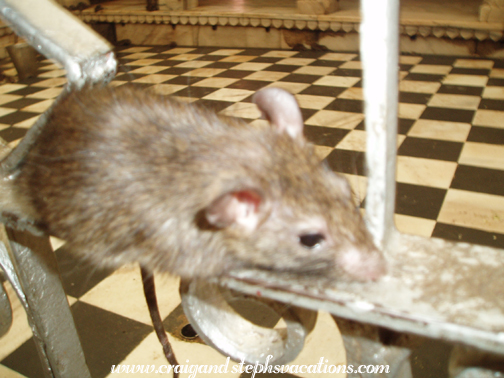 Rat along the railing, Karni Mata Temple