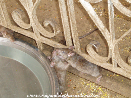 Rats, Karni Mata Temple