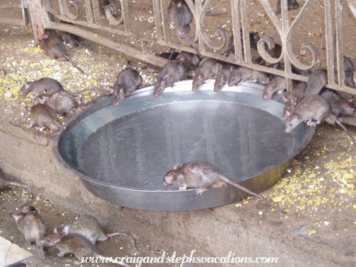 Rats, Karni Mata Temple