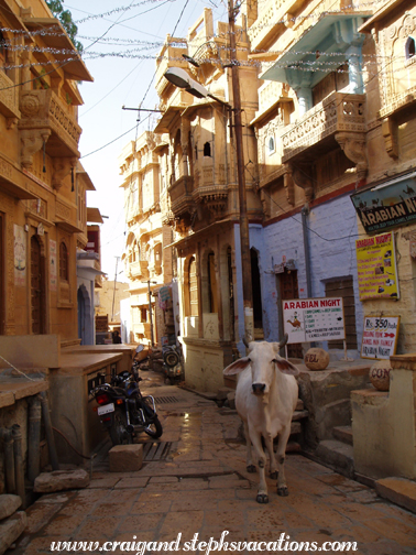 Cow in a Jaisalmer alleyway