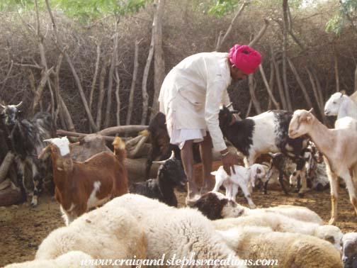 Raika man tending goats