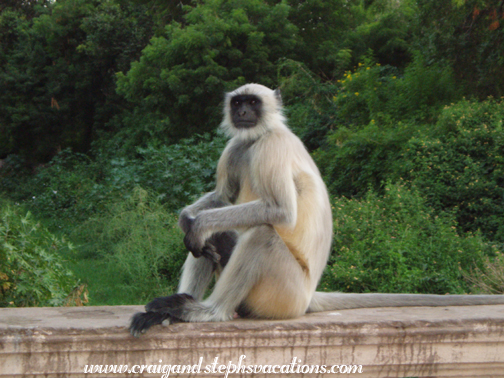 Langur monkey, Mandore Gardens