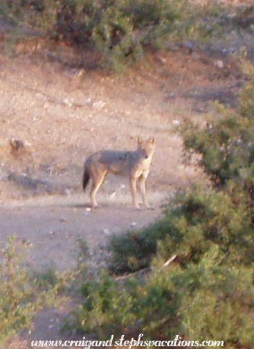 Golden jackal, Deogarh