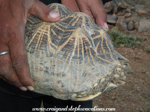 Star tortoise