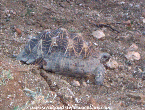 Star tortoise