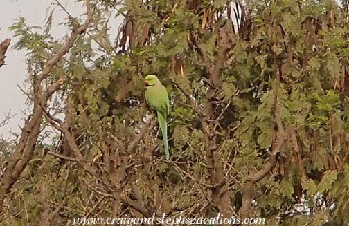 Green ringed parakeets at breakfast