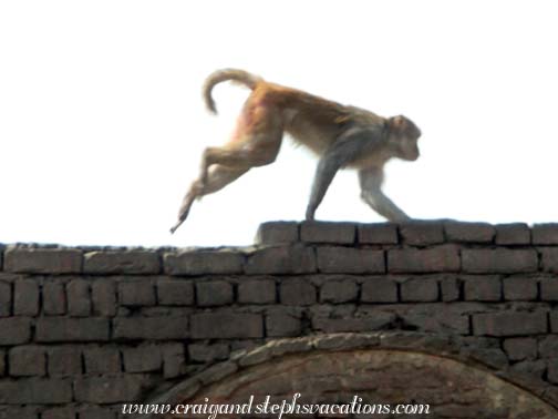 Monkey scurrying along a wall