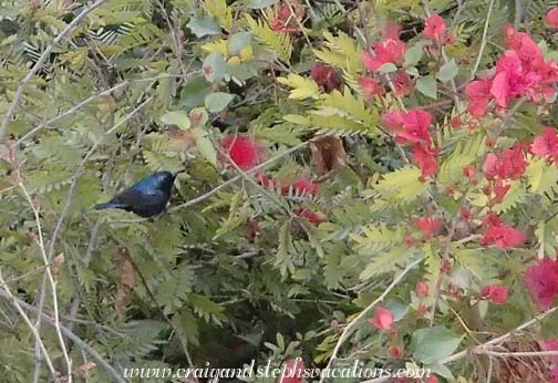 Purple sunbird