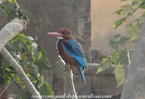 White-throated kingfisher