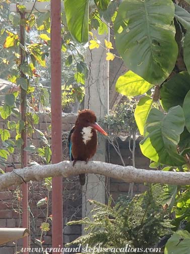 White-throated kingfisher